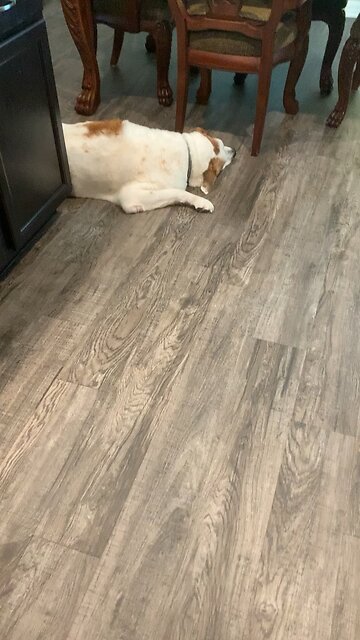 My Dog Fast A Sleep Only Wakes Up For A Piece Of Bread!