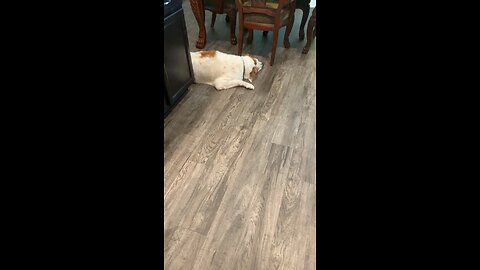 My Dog Fast A Sleep Only Wakes Up For A Piece Of Bread!