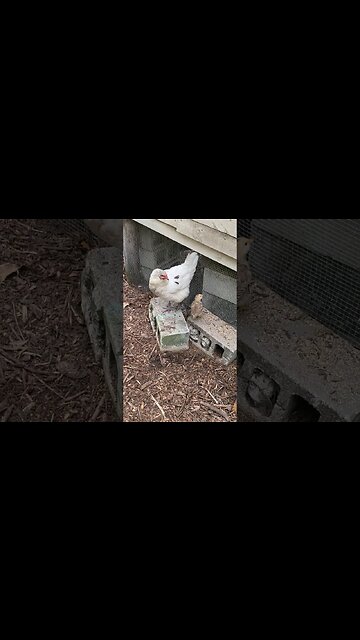 Following The Lead Rooster #chickens #chickenshorts