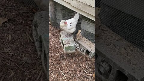 Following The Lead Rooster #chickens #chickenshorts