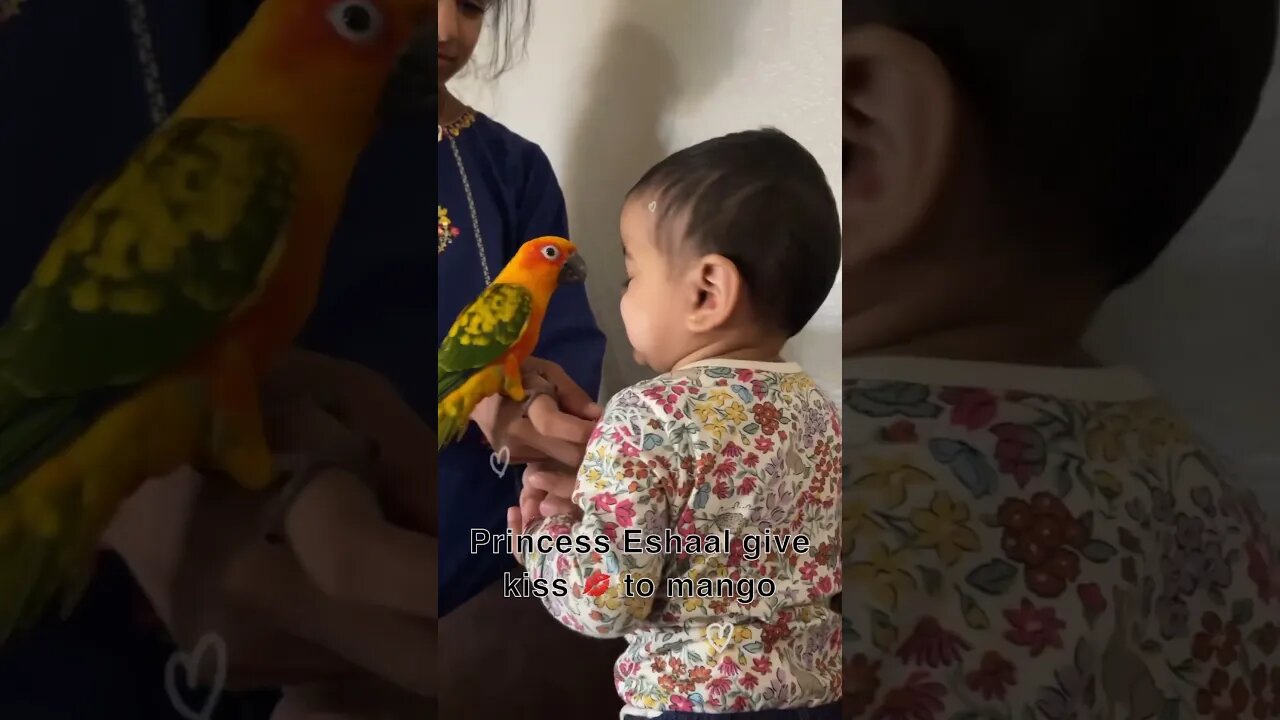 Princess Eshaal giving kiss to mango #ytshorts #trending #mango #birds #pets