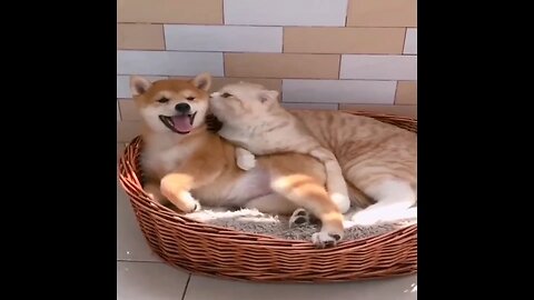 Cute dog and cat 🐈😺