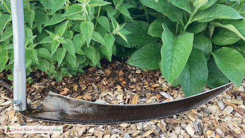 Cutting Stinging Nettles and Comfrey With A Scythe