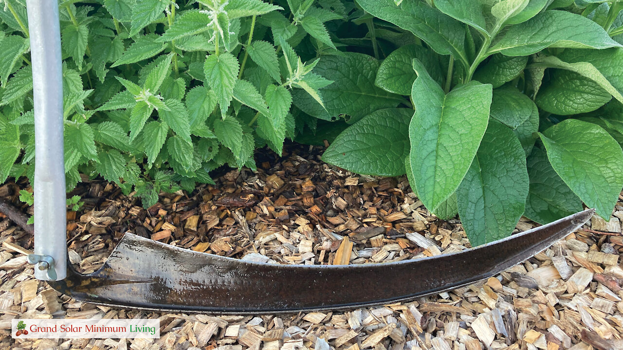 Cutting Stinging Nettles and Comfrey With A Scythe