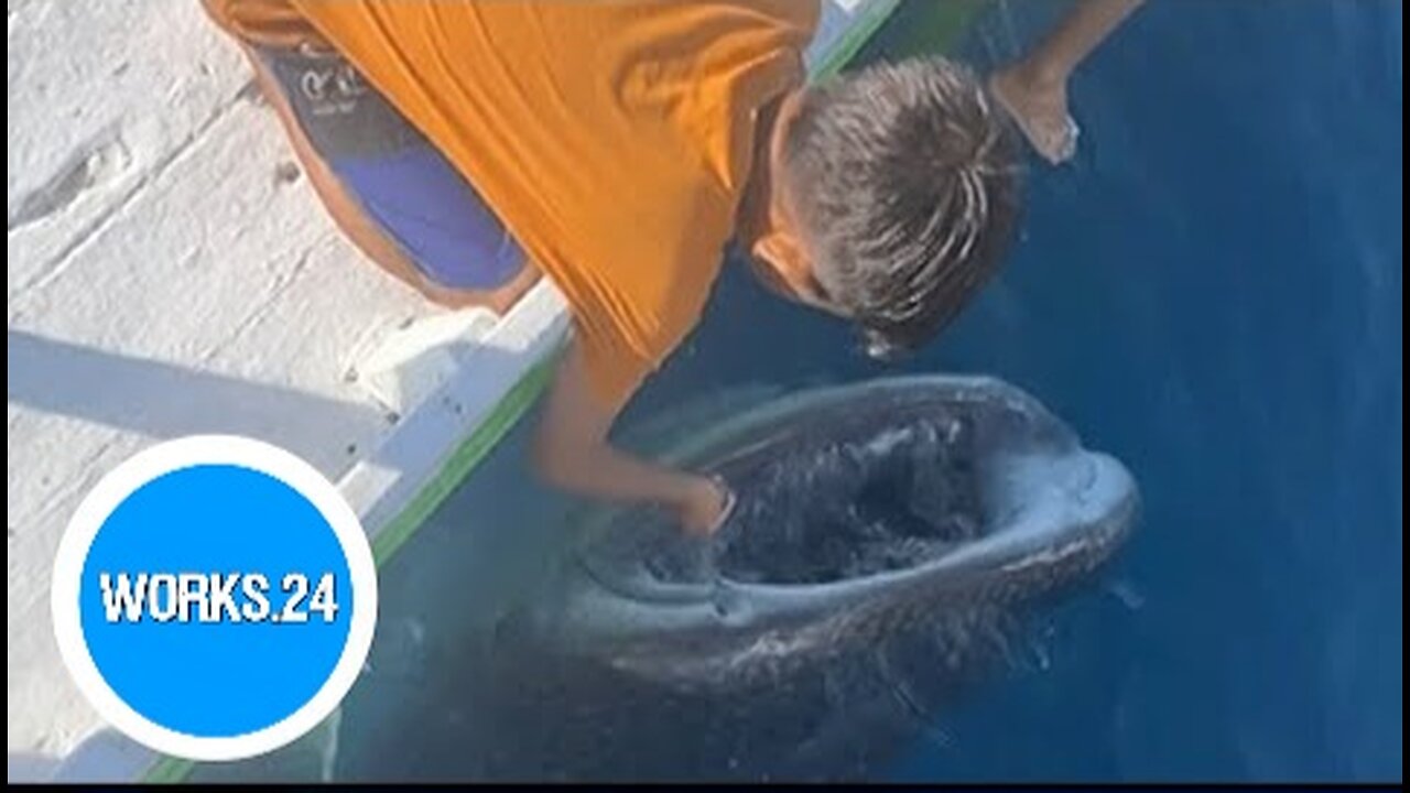 Village in Indonesia lets tourists feed, swim with whale sharks |