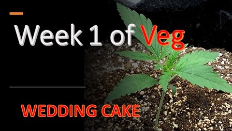 Week One Of Wedding Cake