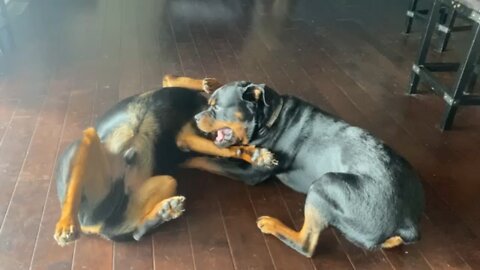 Love my Rotties!