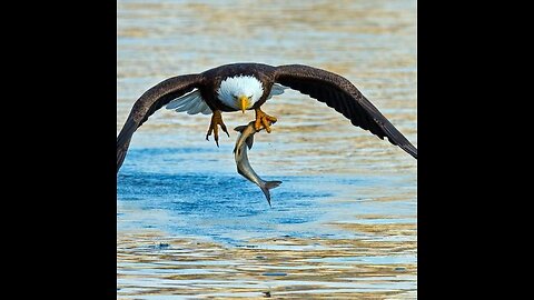 An Eagle Hunting in Water