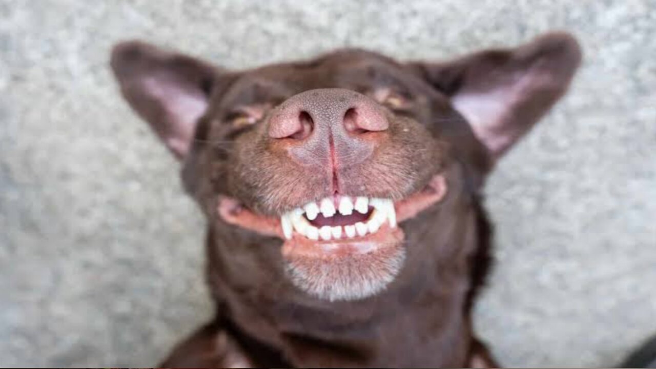 Dog taking a bath and toothpaste