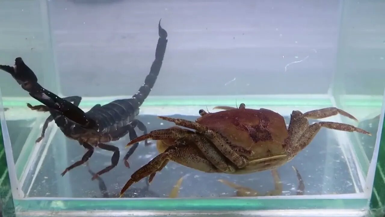 Crab vs Scorpion Underwater - Caranguejo vs Escorpião-16