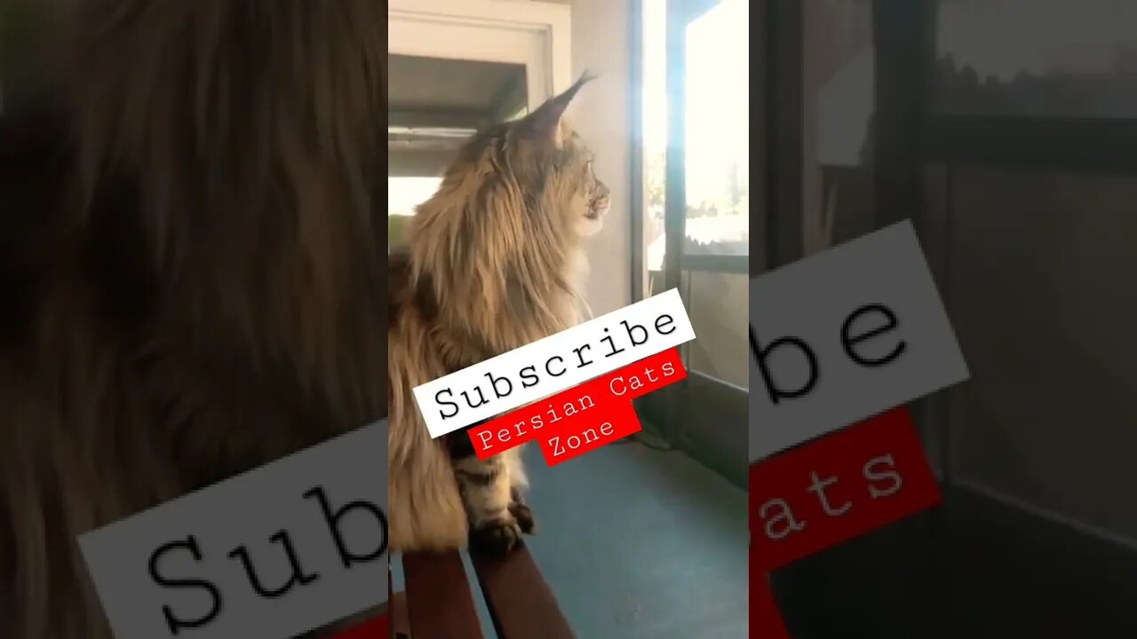 Cute Cats | Adorable Cats | fluffy Cats 😺