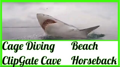 SHARK CAGE DIVING, KLIPGAT CAVE, BEACH HORSEBACK RIDING, GANSBAAI DINING