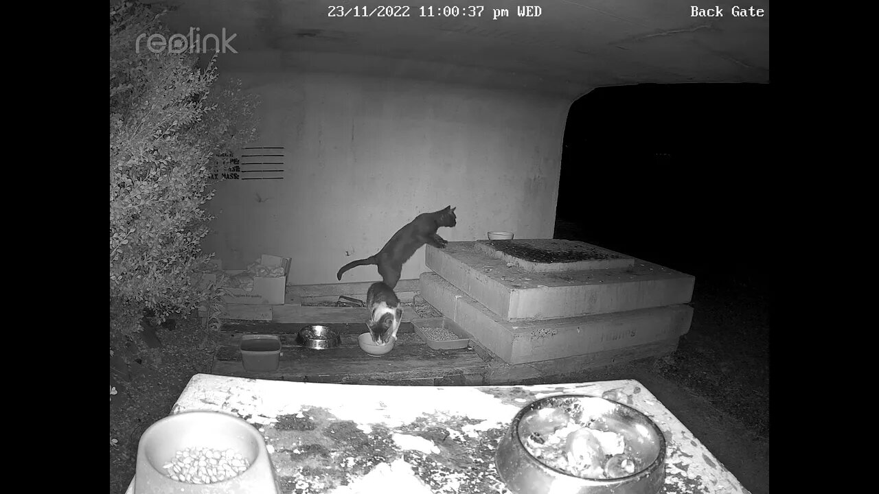 Black cat & Porkchop eat together