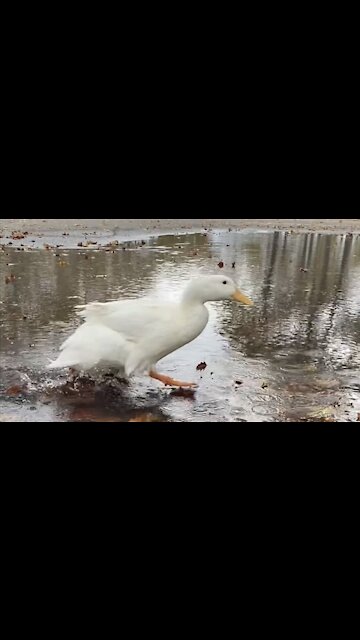 Pet duck runs back and forth through puddle