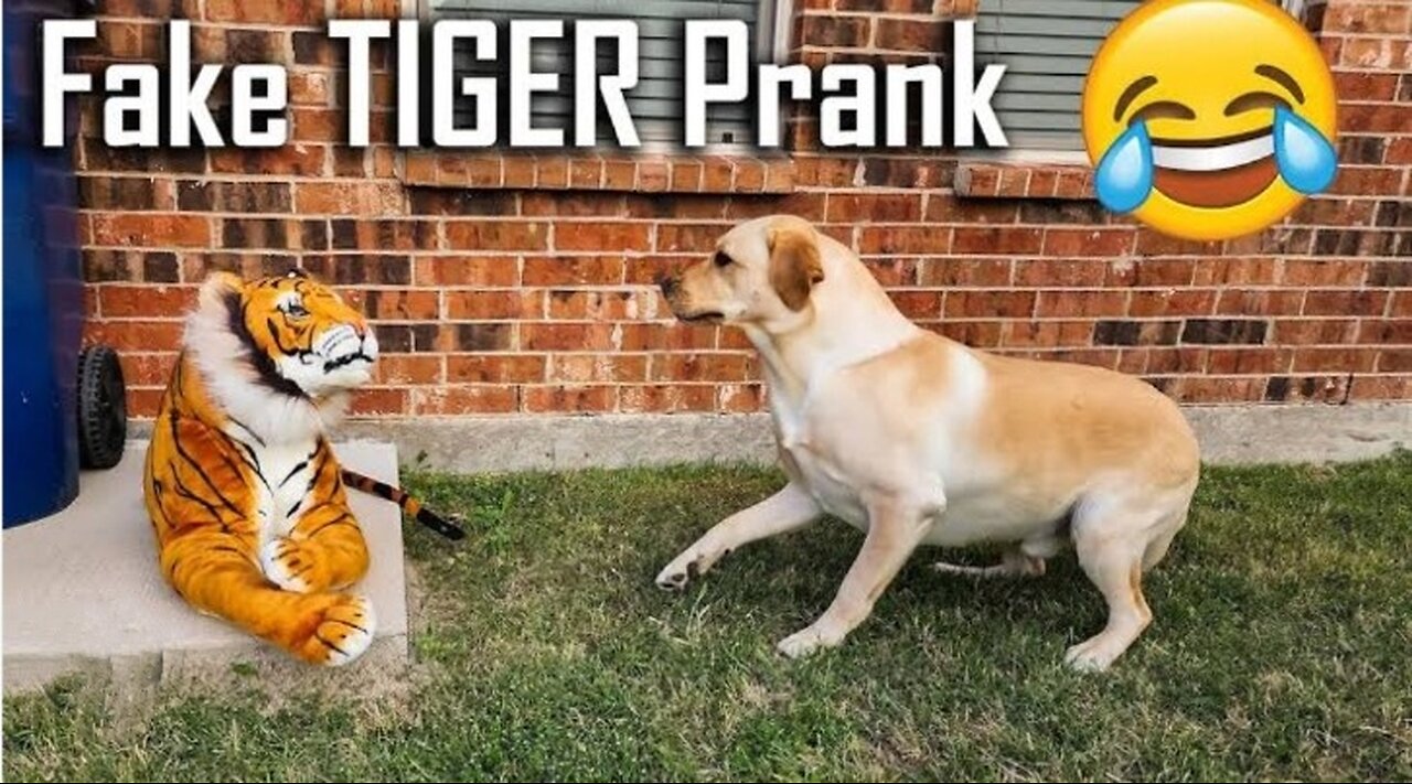 Prank with dogs part 2🤣🤣🤣🤣🤣😂😂:::::::::::very funny🤣🤣😂😂😂😂😂😂🤣🤣