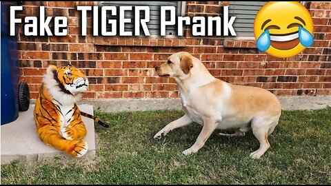 Prank with dogs part 2🤣🤣🤣🤣🤣😂😂:::::::::::very funny🤣🤣😂😂😂😂😂😂🤣🤣