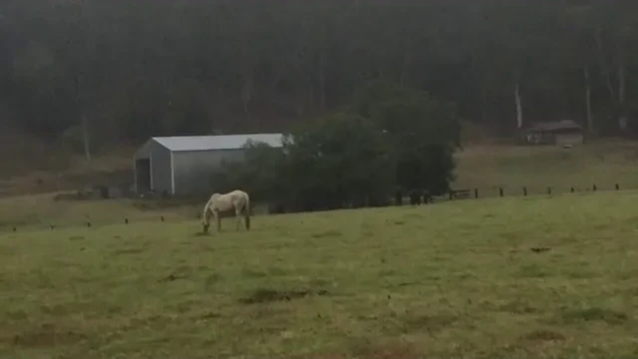 Drought affected horse grazes in the rain first time in steady rain or green pasture for years.