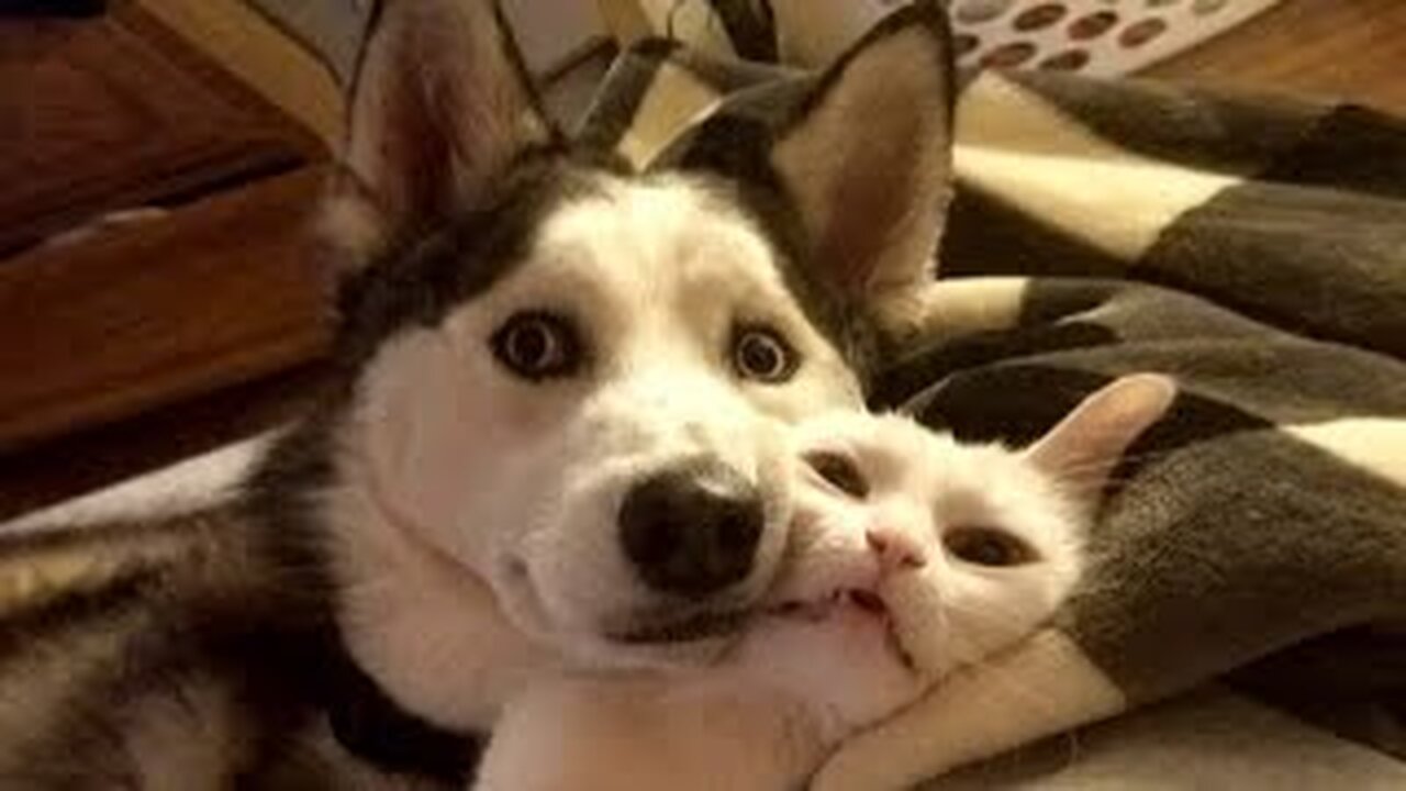 Funny animals - Funny cats / dogs