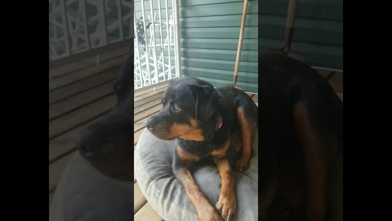 Gorgeous Rottweiler#Shorts #rottweiler😍💖💜💛