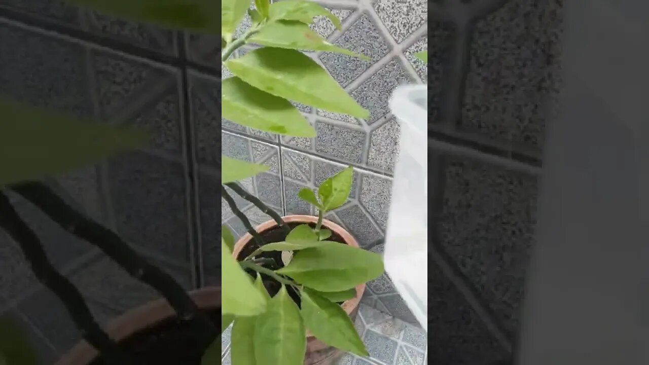 vídeo Idéias criativas agoando a plantinha #shorts