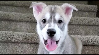 Rescued Puppies Have A Sad Story With A Beautiful Ending