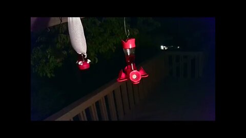 Live Bird Feeder "Frogs All night" Asheville NC. In the mountains. Aug. 29 2021