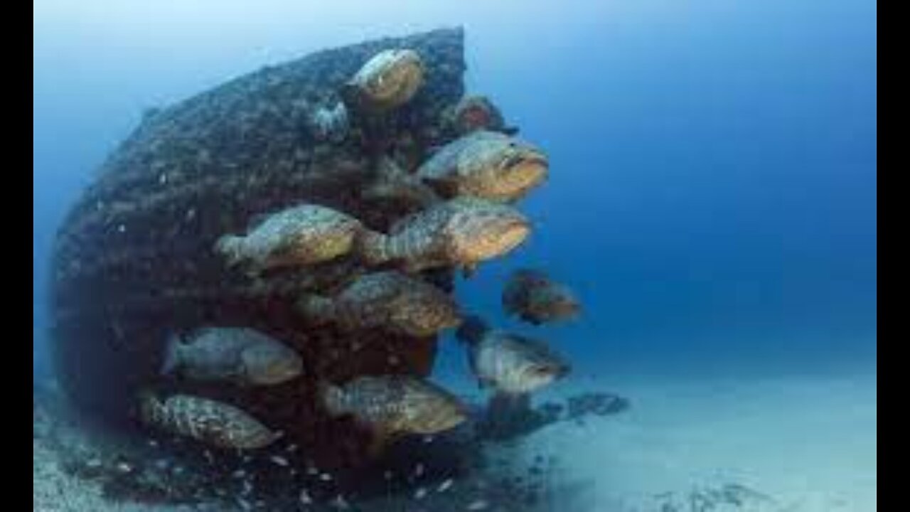 Dove the Wreck Corridor During Goliath Grouper Aggregation in West Palm Beach, Florida