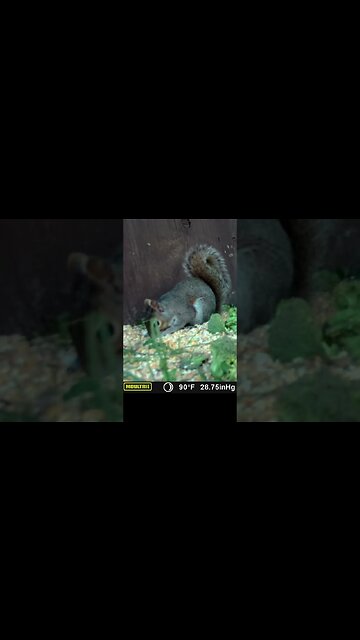 Squirrel🐿️ up close 👀and personal #cute #funny #animal #nature #wildlife #trailcam #farm #homestead