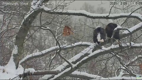 Hays Eagles Mom and Dad mating snowy nest branch 2021 02 09 1:40pm