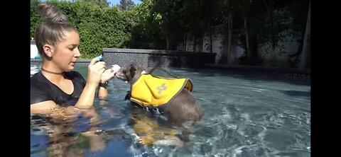 Teaching my dog how to swim