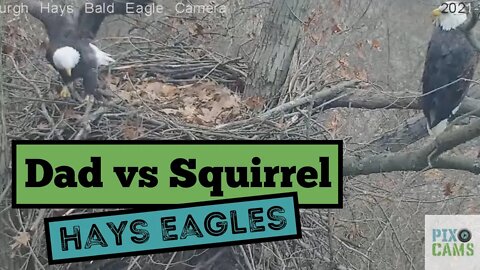 Hays Eagles Dad chases a squirrel below the nest 12.8.21 10:53AM