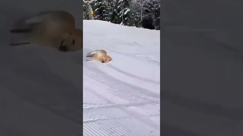 #SHORT #SUBSCRIBE #PLEASE