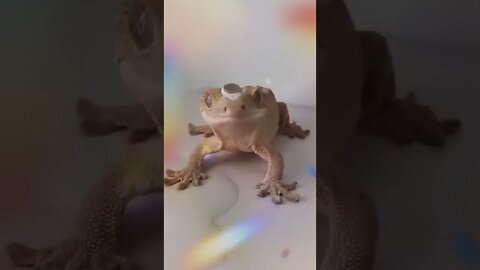Lovely lizard