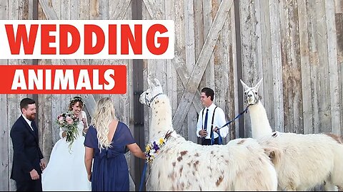 Wedding Pets | Funny Pets Video Compilation