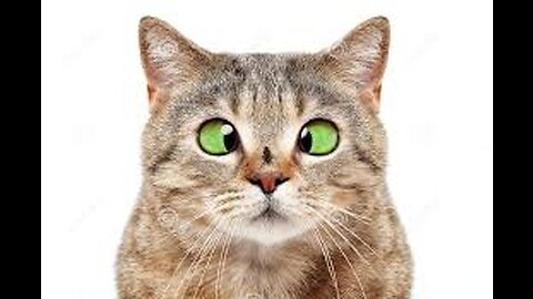 Funniest Cats and Dogs 🐶🐱|| Funny Animal videos# 2