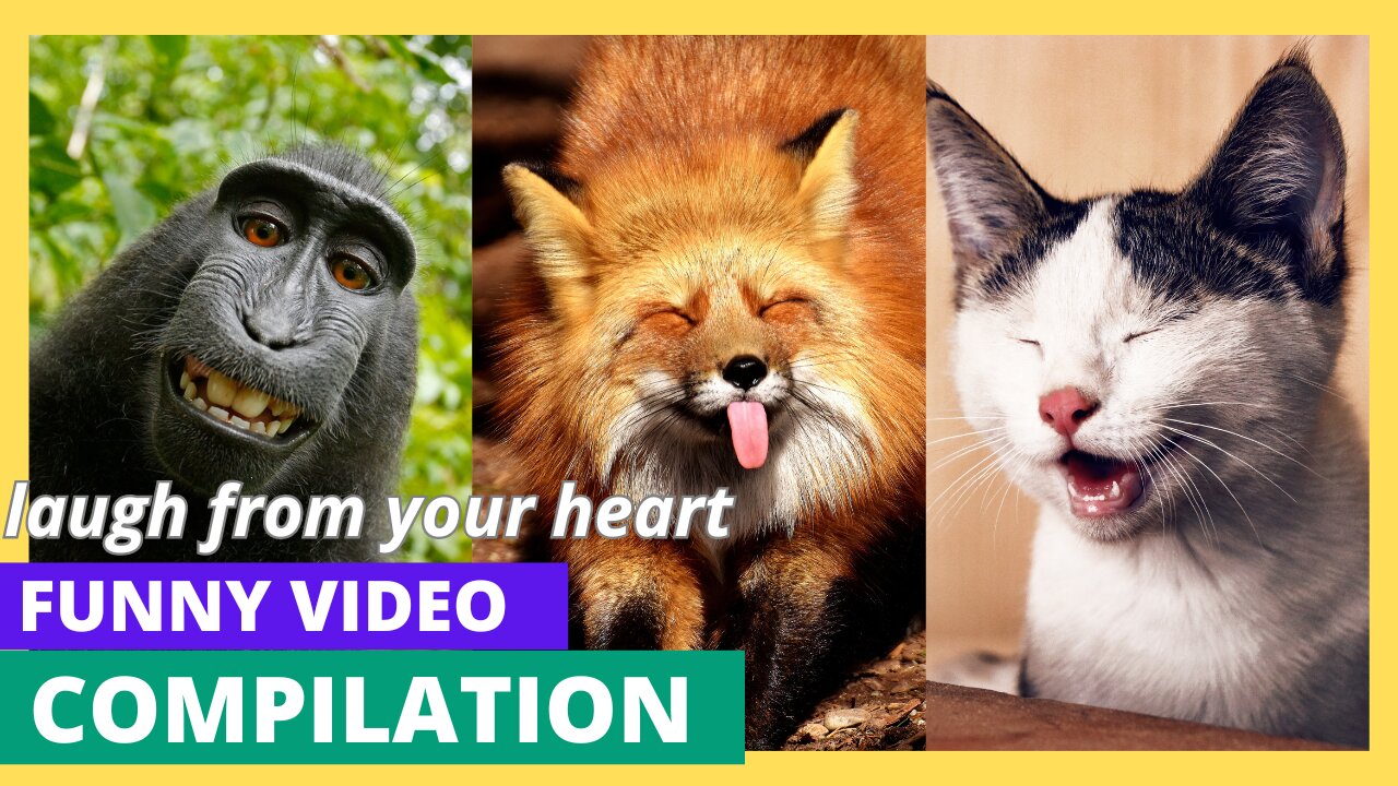 Laugh Your Heart Out with Adorable Cats and Dogs! 😂 Unmissable Funny Animal Videos Await You!