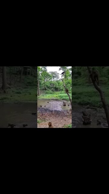 o clube dos macacos 😲😲