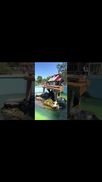 Sea Otters Waiting to get Fed