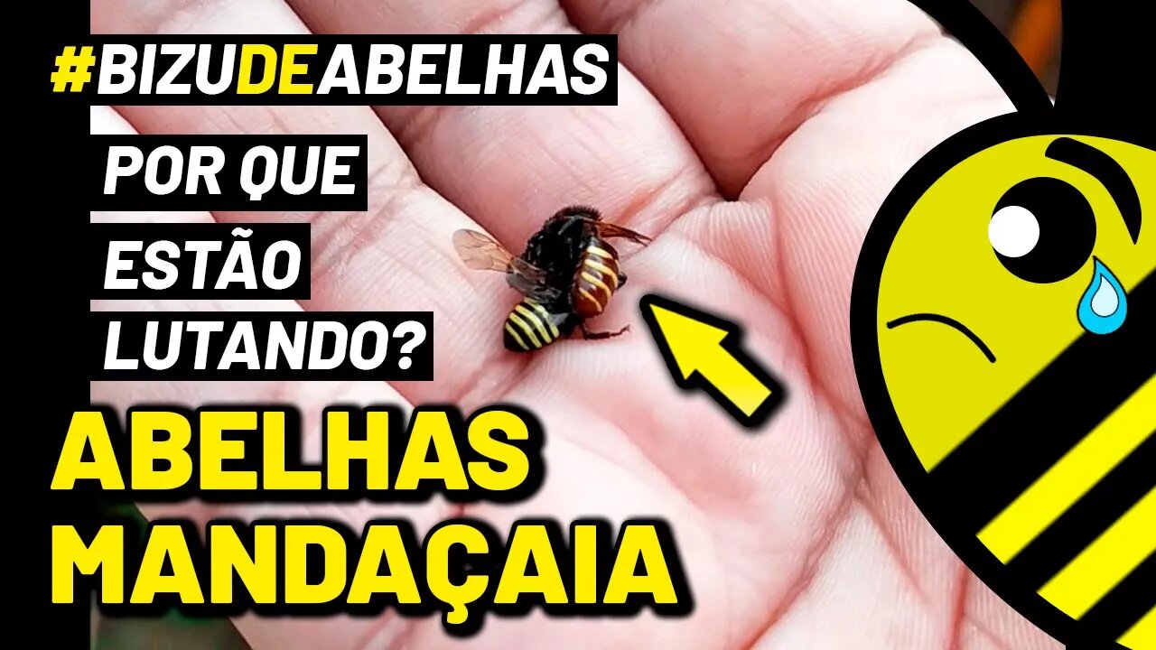 LUTA ENTRE ABELHAS MANDAÇAIA | Uma BATALHA DE INSETOS sem vencedores #shorts