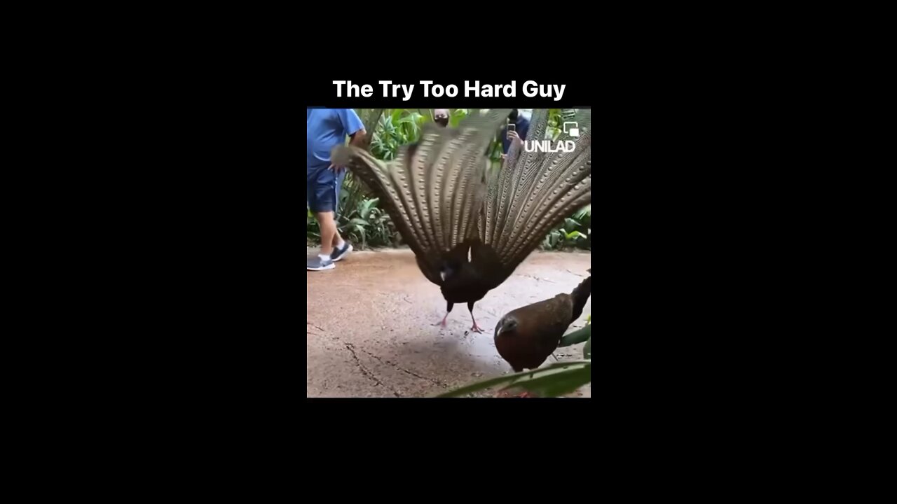 The Try Too Hard Guy