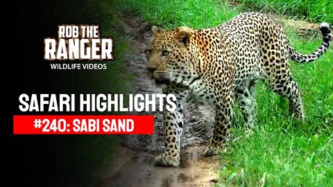 Safari Highlights #240: 20 - 23 November 2013 | Sabi Sand Nature Reserve | Latest Wildlife Sightings