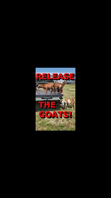 Release the GOATS! #Shorts #goats