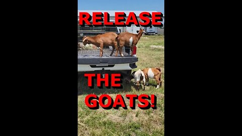 Release the GOATS! #Shorts #goats