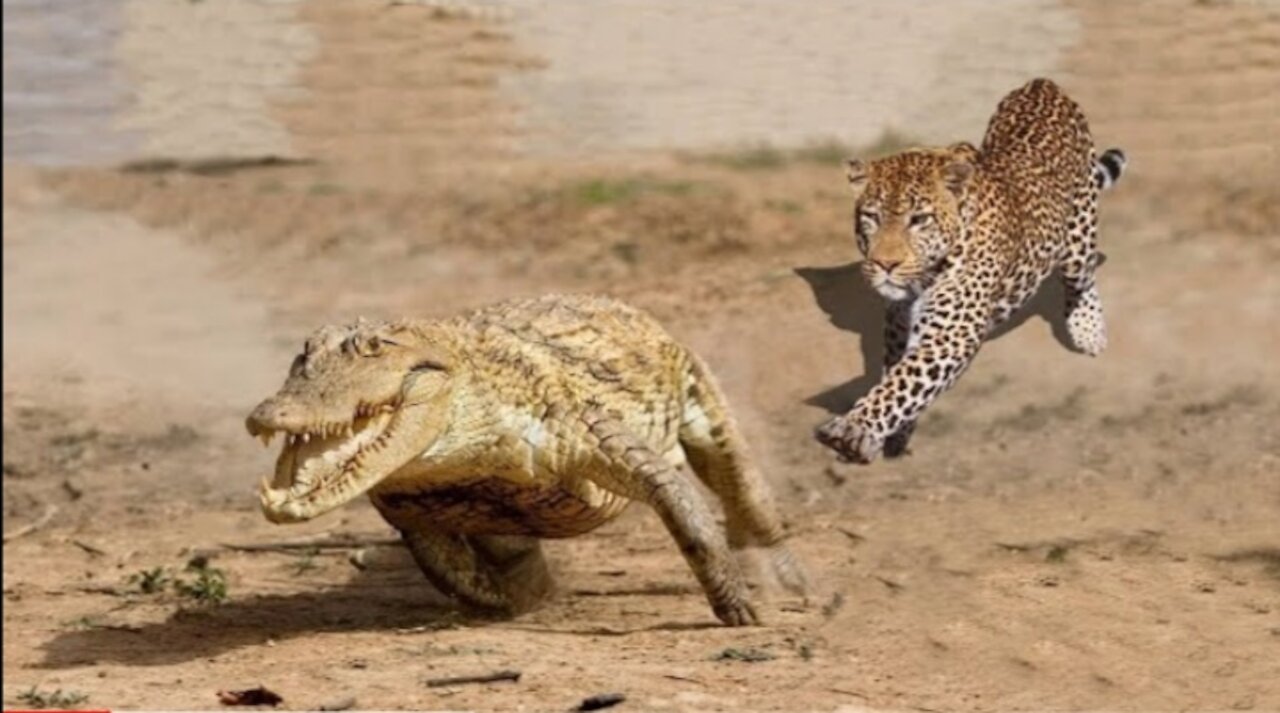 Most Brutal JAGUAR Attacks - Jaguar Vs Crocodile, Capybara, Anaconda Snake and other Animals