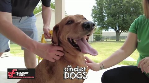 The Underdogs: Zoey