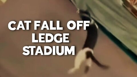 CAT FALLS OFF LEDGE STADIUM