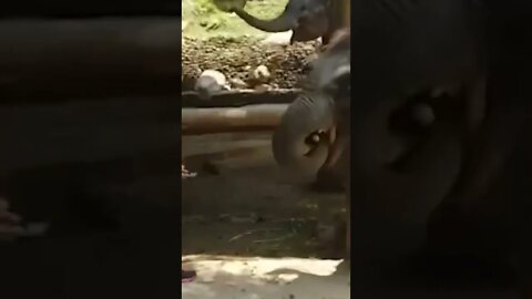 try not to laugh #shorts