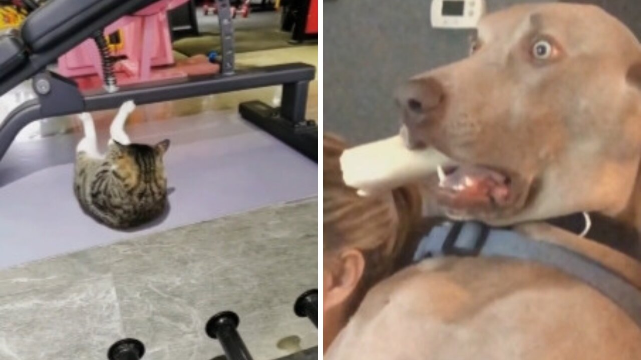 I want this cat as my gym instructor. in would def workout with this cat.