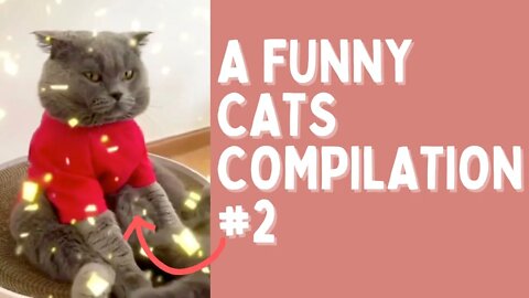 A funny cats compilation #2 | To put you in better mood!😻