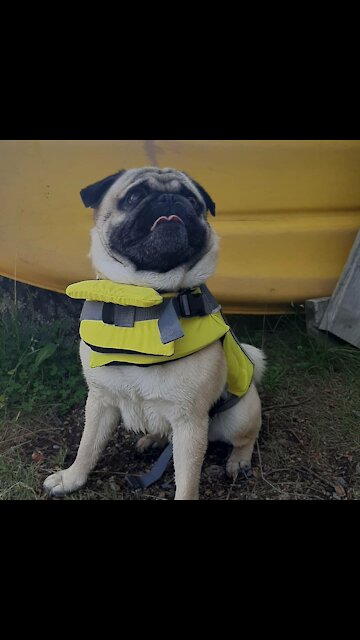 I love my pug fletcher